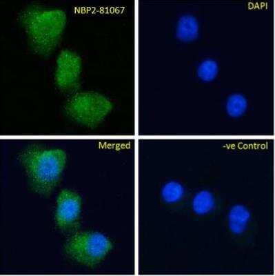 Immunocytochemistry/ Immunofluorescence: GIPR Antibody (Gipg013) - Azide and BSA Free [NBP2-81067]