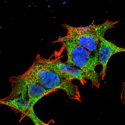 Immunocytochemistry/ Immunofluorescence: GIT1 Antibody (S39B-8) [NBP2-22423]