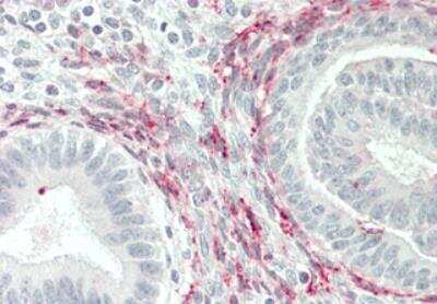 Immunohistochemistry-Paraffin: GITR Ligand/TNFSF18 Antibody [NBP2-80104]