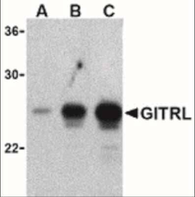 Western Blot: GITR Ligand/TNFSF18 AntibodyBSA Free [NBP1-77240]