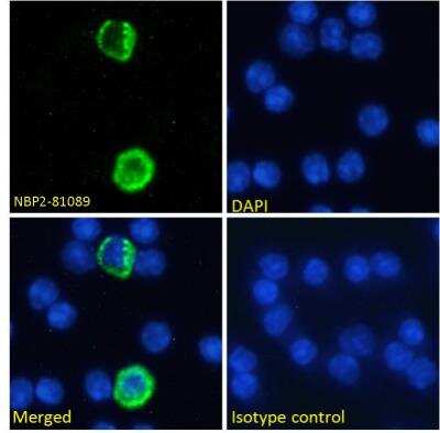 Immunocytochemistry/ Immunofluorescence: GITR Ligand/TNFSF18 Antibody (YGL386) - Chimeric - Azide and BSA Free [NBP2-81089]