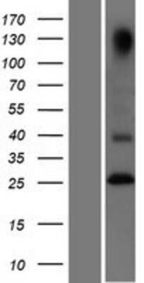 Western Blot: GITR/TNFRSF18 Overexpression Lysate [NBP2-05429]