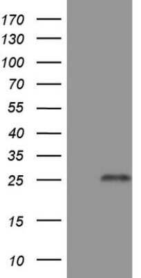 Western Blot: GITR/TNFRSF18 Antibody (OTI9G8)Azide and BSA Free [NBP2-71388]