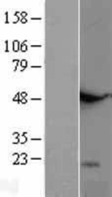 Western Blot: GITR Ligand/TNFSF18 Overexpression Lysate [NBL1-17168]