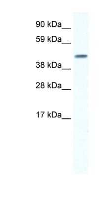 Western Blot: Connexin 40/GJA5 Antibody [NBP1-59204]