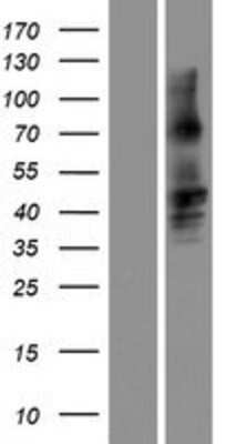 Western Blot: Connexin 50/GJA8 Overexpression Lysate [NBP2-07766]