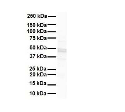 Western Blot: GJC2 Antibody [NBP1-59263]