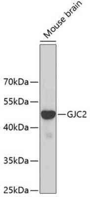 Western Blot: GJC2 AntibodyAzide and BSA Free [NBP3-04091]