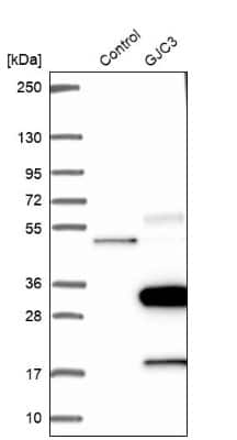 Western Blot: GJC3 Antibody [NBP1-88040]