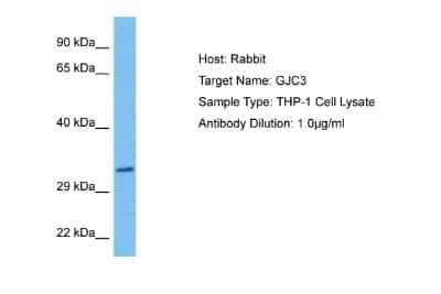 Western Blot: GJC3 Antibody [NBP2-87501]