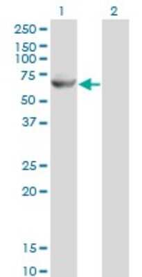 Western Blot: GK2 Antibody (3G4) [H00002712-M04]