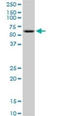 Western Blot: GK2 Antibody [H00002712-B01P]