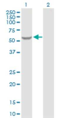 Western Blot: GK2 Antibody [H00002712-D01P]