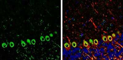 Immunohistochemistry-Frozen: GKAP/DLGAP1 Antibody [NBP3-13181]