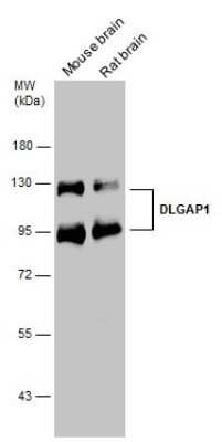 Western Blot: GKAP/DLGAP1 Antibody [NBP3-13181]