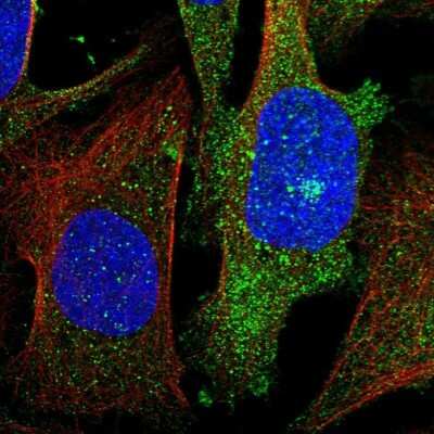 Immunocytochemistry/ Immunofluorescence: GKAP1 Antibody [NBP1-84669]