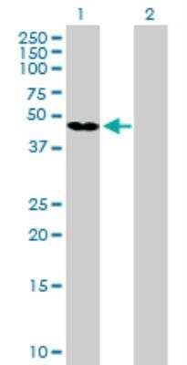 Western Blot: GKAP1 Antibody [H00080318-B01P]