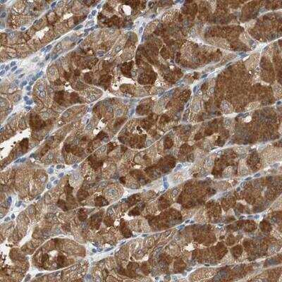 Immunohistochemistry: GLCCl1 Antibody [NBP1-87938]