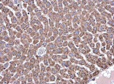 Immunohistochemistry-Paraffin: GLDC Antibody [NBP1-32907]