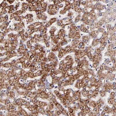 Immunohistochemistry-Paraffin: GLDC Antibody [NBP1-83374]