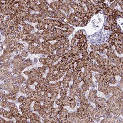 Immunohistochemistry-Paraffin: GLDC Antibody [NBP2-38682]
