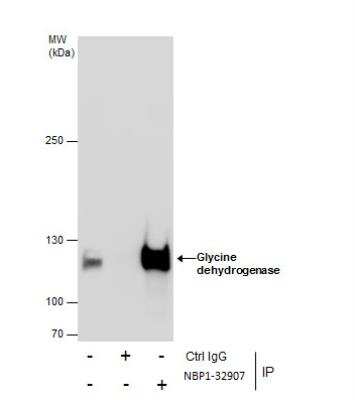 Immunoprecipitation: GLDC Antibody [NBP1-32907]