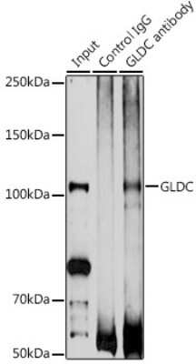 Immunoprecipitation: GLDC Antibody - BSA Free [NBP3-04989]