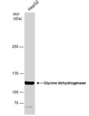 Western Blot: GLDC Antibody [NBP1-32907]