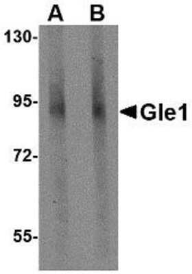 Western Blot: GLE1 AntibodyBSA Free [NBP1-76975]