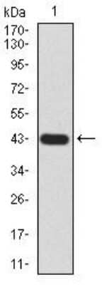 Western Blot: GLI-1 Antibody (1B9F8)BSA Free [NBP2-52475]