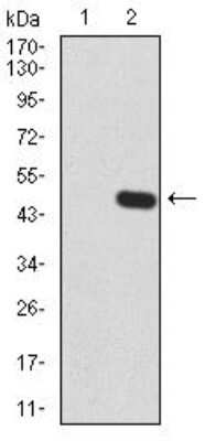Western Blot: GLI-1 Antibody (1B9F8)BSA Free [NBP2-52475]