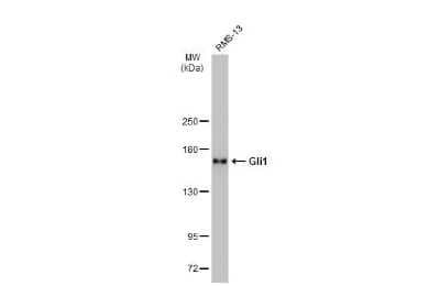 Western Blot: GLI-1 Antibody (GT249) [NBP3-13674]