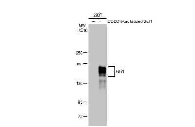 Western Blot: GLI-1 Antibody (HL247) [NBP3-13667]