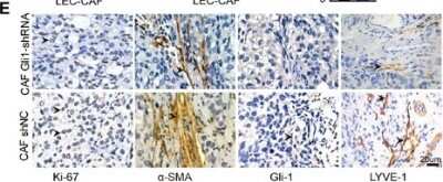 Knockdown Validated: GLI-1 Antibody - BSA Free [NB600-600]