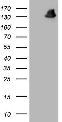 Western Blot: GLI-1 Antibody (OTI4E2)Azide and BSA Free [NBP2-70831]