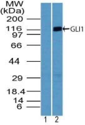 Western Blot: GLI-1 Antibody [NBP2-24662]