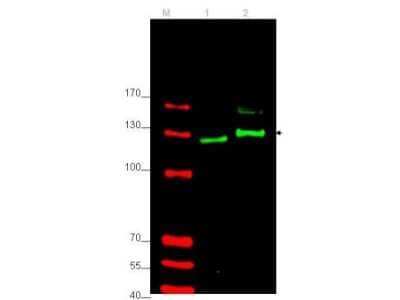 Western Blot: GLI-2 Antibody [NB600-874]