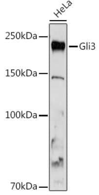 Western Blot: GLI-3 Antibody (8B1E2) [NBP3-16166]