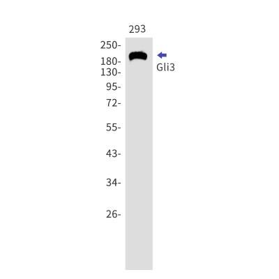 Western Blot: GLI-3 Antibody (S08-2B9) [NBP3-20039]