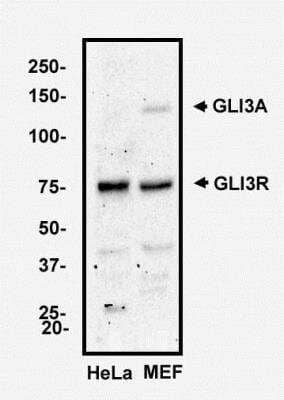 Western Blot: GLI-3 AntibodyBSA Free [NBP2-29627]