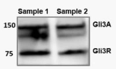 Western Blot: GLI-3 AntibodyBSA Free [NBP2-29627]