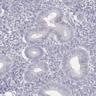 Immunohistochemistry-Paraffin: GLIPR1L2 Antibody [NBP1-81091]