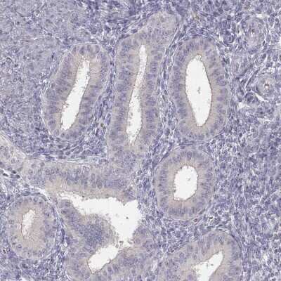 Immunohistochemistry-Paraffin: GLIPR1L2 Antibody [NBP1-81092]