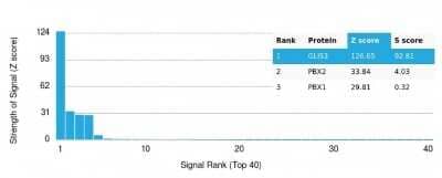 Protein Array: GLIS3 Antibody (PCRP-GLIS3-1B11) - Azide and BSA Free [NBP3-14052]