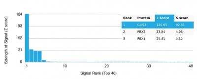 Protein Array: GLIS3 Antibody (PCRP-GLIS3-1B11) [NBP3-13869]