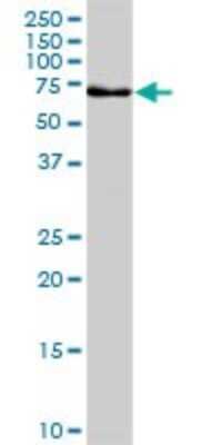 Western Blot: GLMN Antibody (1C12) [H00011146-M01]