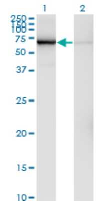 Western Blot: GLMN Antibody (1C12) [H00011146-M01]