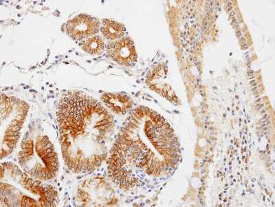 Immunohistochemistry-Paraffin: GLOD4 Antibody [NBP1-32282]