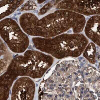 Immunohistochemistry-Paraffin: GLOD4 Antibody [NBP1-88463]