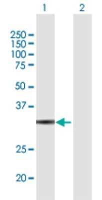 Western Blot: GLOD4 Antibody [H00051031-B01P]